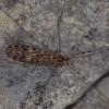Limonia nubeculosa